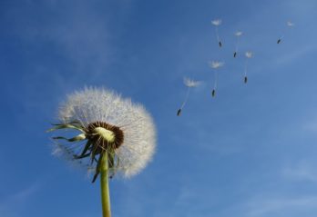 gula blommor i trädgården